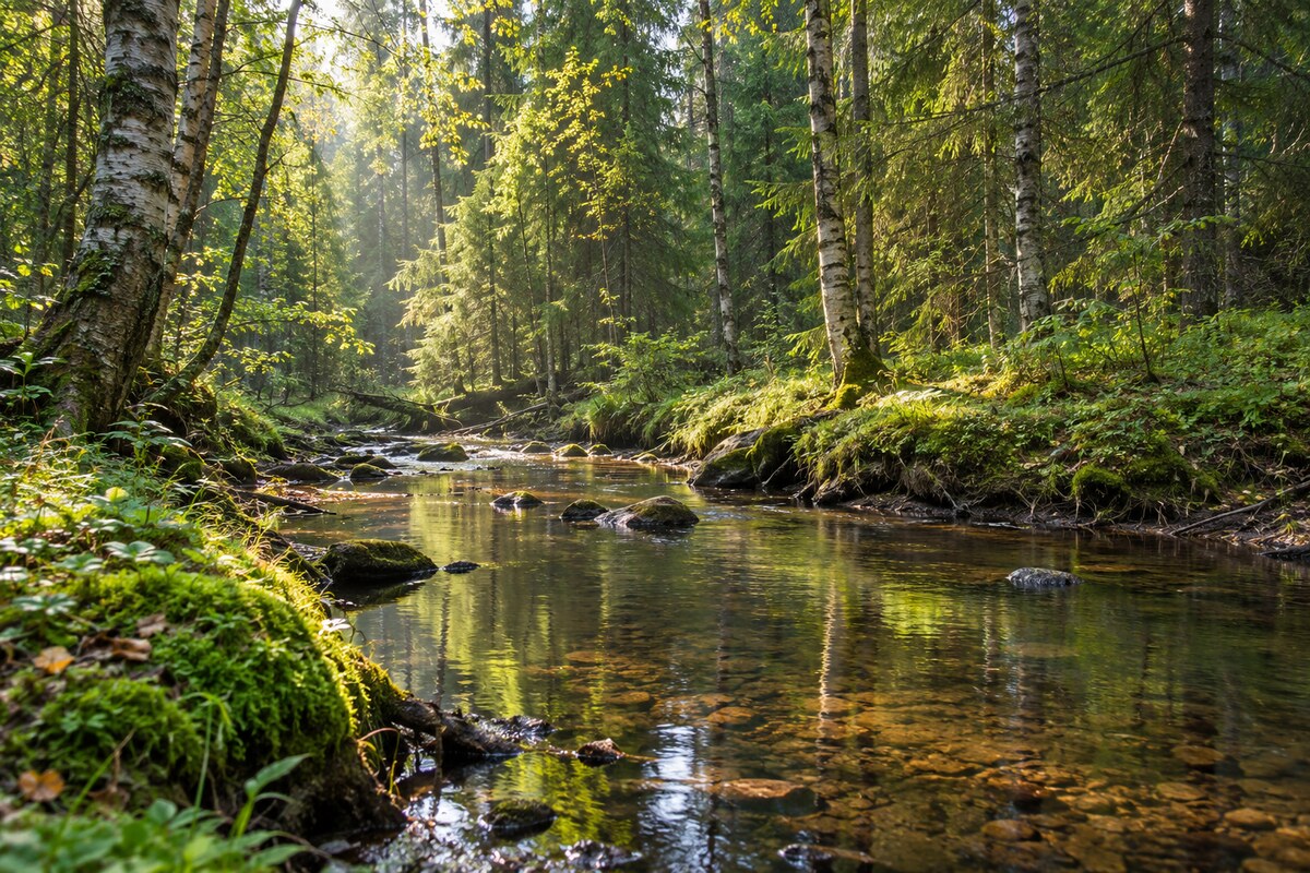 Typical Kirov woodland
